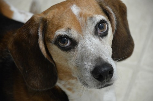 A beagle (Pixabay)