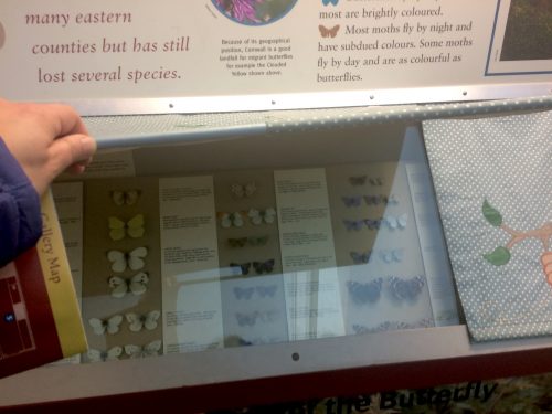 Butterflies on display at the Royal Cornwall Museum, Truro. Not moths but you get the idea.