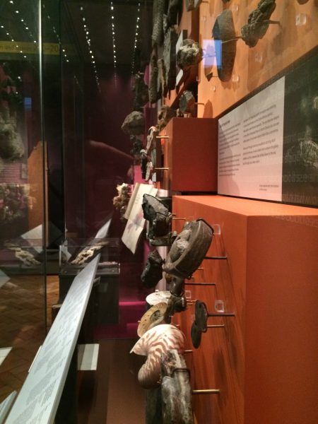 Fossils on show in gorgeous gallery at Royal Albert Memorial Museum, Exeter.