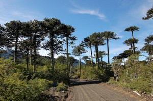 Monkey puzzle tree, Chile